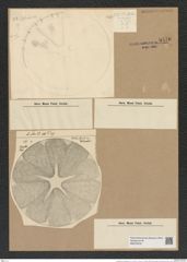 Actinoptychus heliopelta Grun. (de-Toni-Nr.: Genus 227, Species 5538) Zeichnungen Sammlung Grunow Nr. 9570 (NHMW-BOT-W0379378)